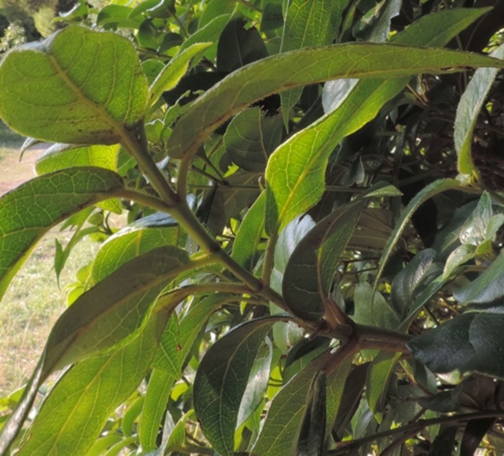 cespuglio mediterraneo: Viburnum tinus (cfr.)